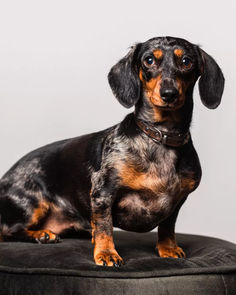 Chevre Changes GGZ Weert Promentis