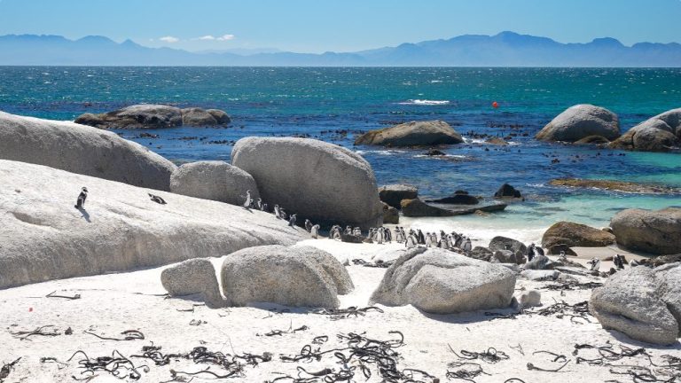 Afkickkliniek-zuid-afrika-boulders-beach.jpg